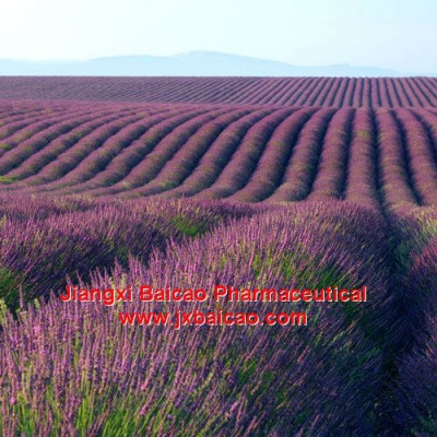 8000-28-0, Bulk 100% Pure and Natural Essential Lavender Oil