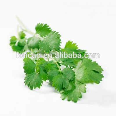 China factory Pure Natural Cilantro Oil For Cosmetic Products Coriander Oil