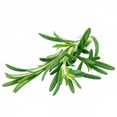 Manufacturer  Pure and Natural Rosemary Essential Oil Pharmaceutical