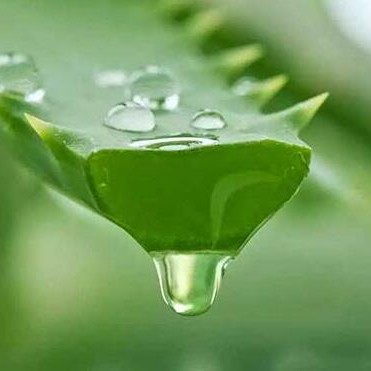 Natural Aloe Vera Essential Oil For Cosmetic Raw Material